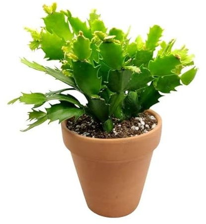 Cactus de Navidad | Maceta de Cerámica | DECOALIVE | Flores de Colores | Schlumbergera Planta Navidad