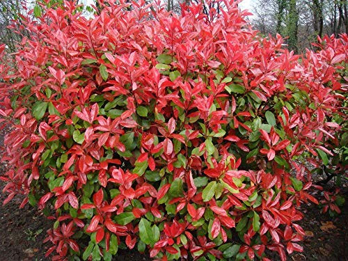 Photinia Red n Red Leaf Hardy Garden Shrubs Buy 3 Get Free P&P : Package Contain Seeds Only