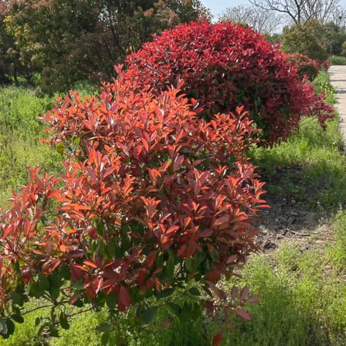Semi di Photinia red robin - siepe - autunnali Semi di Red Robin perenni resistenti all'esterno decorazione autunnale 400pcs