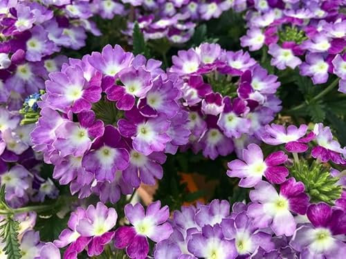 Verbena obession Twister Purple 10 Seeds- Trailing,Bicolour Flowers, Hanging Baskets