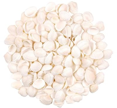 WGCHAIE 50 Piezas Concha de mar Pequeña, Blancas Pequeñas de 2-3 CM, Conchas Naturales de Playa a Granel, para Manualidades, Relleno de Jarrón de Pecera