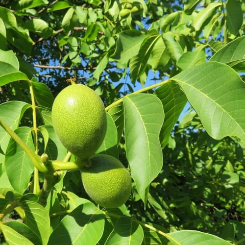 walnussbaum walnusskerne - pflanzensamen balkon deko kräutergarten nuts bonsai topf topfpflanzen draußen winterhart kletterpflanze grünpflanzen zimmerpflanzen gartenpflanzen 8samen