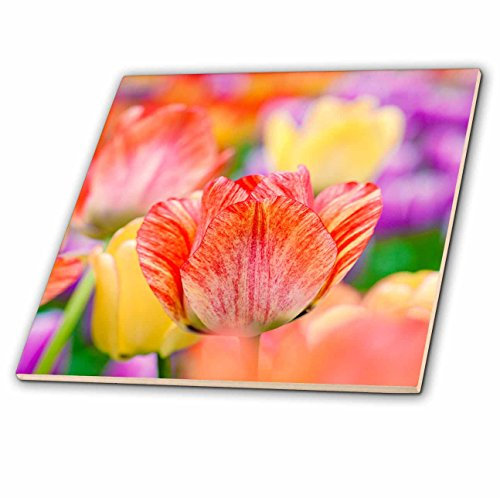 3dRose ct_273843_3 Schöne rote und beige Tulpe unter bunten Blumen Keramikfliesen, verschieden, 8 Inch