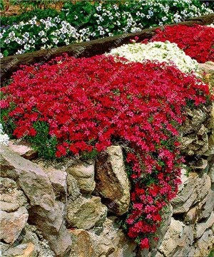 200 Creeping Thyme Seeds Flower Seeds Rock Cress Ground Cover Seeds Carpet Evergreen Plant Easy to Grow for Garden Lawn
