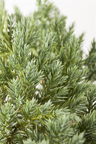 Blauer Zwergwacholder Juniperus squamata Blue Star 25-30 cm winterhart