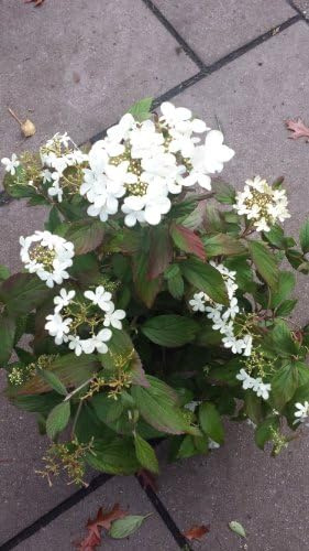 Japanischer Schneeball Viburnum plicatum Summer Snowflake 3 L Topf | Winterhart & pflegeleicht – sommerblühend mit attraktiver Herbstfärbung, dekorativ für Beet & Garten