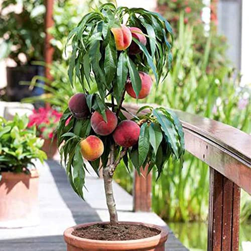 Melocotonero - Árboles frutales en columna - 80cm de altura - Ideal para balcones, terrazas, pequeños jardines -Apto para macetas y terreno abierto
