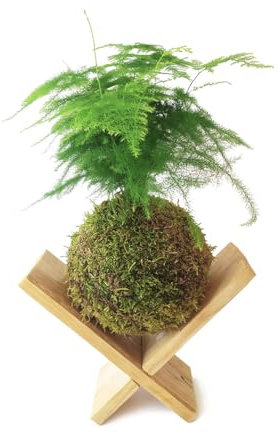 Kokedam Asparagus Plumosus | DECOALIVE | Maceta Musgo Natural | Planta Helecho Plumoso