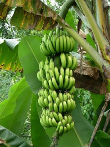 4 Graines Bananes Du Paradis (Musa Paradisiaca) H2 39 Graines de Banane Semilla