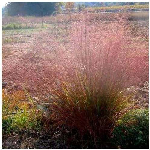 Stauden Gänge 3 x Eragrostis trichodes Rotes Bogen Liebesgras winterhart | Rotes Ziergras für Sonne, Blüte Juli bis Oktober, mehrjährig, 1 L Topf (11x11 cm)
