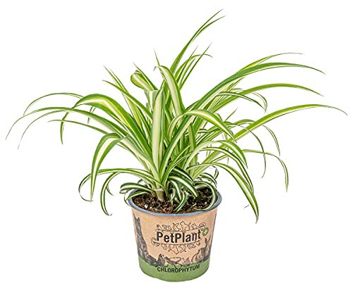 Bloomique - Chlorophytum Variegatum - Grünlilie - Zimmerpflanzen - Luftreinigend - Tierfreundlich - 20-30 cm Hoch - Topf 12 cm