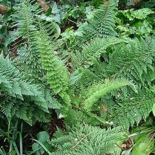 6x Filigranfarn 'Plumosum Densum' - Polystichum setiferum 'Plumosum Densum' - Topf 9x9cm - Federartiger Gartenfarn