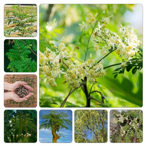 moringa - da primaverili semi di moringa, rampicanti in vaso, sostenibili da giardino giardino roccioso, primaverili 12semi