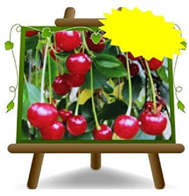 EURO PLANTS VIVAI Ciliegio Acido Amarena Progressiflora Pianta da Frutto su Vaso ø 20 cm - Altezza 150~170 cm - Età 2 Anni