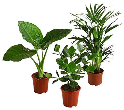 Dehner Pflanzenset Homeoffice, 3 Sorten Balsamapfel, Goldfruchtpalme und Pfeilblatt, Höhe 50-60 cm, Ø Topf 17 cm, Zimmerpflanzen