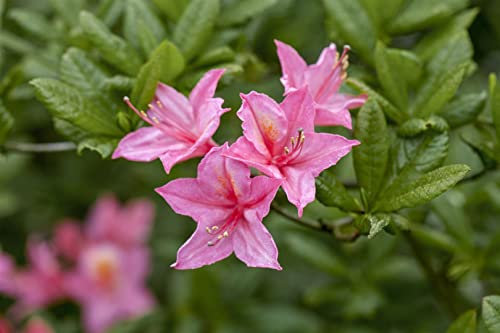 Rhododendron luteum 'Rosata' 40–50 cm – Winterhart, Mehrjährig, Pflegeleicht – Gelber Rhododendron – Zierstrauch für Garten & Beet