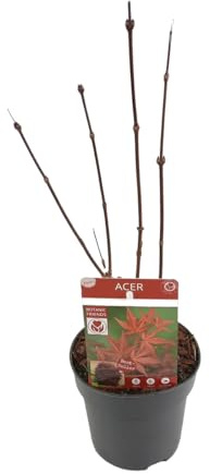 Mini Acer Palmatum Natural Árbol Resistente en Tamaño Pequeño para tu Jardín