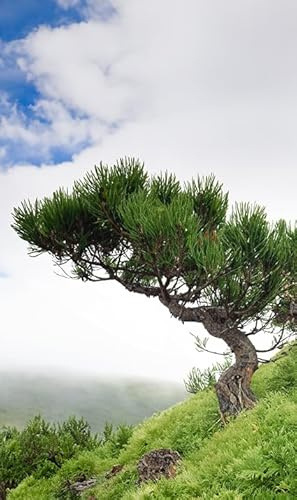 Seedeo® Krummholz-Kiefer (Pinus mugo mughus) ca. 100 Samen