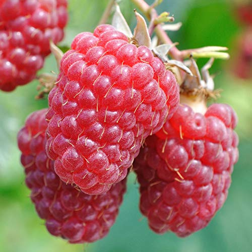 Raspberry Tulameen Rubus idaeus Grow Your Own Garden Fruit Plant in Pot (3 Litre Pot, 30-50cm)