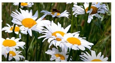 Pcs - 30x Marguerite Alaska - Chocolate Flower Garden Plants - Seeds KS52 & Plants Shop by Ipsa