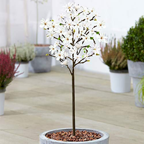 Magnolia 'Stellata' Baum | Getopfte Bäume für kleine Gärten und Terrassenpflanzen | 60-90cm