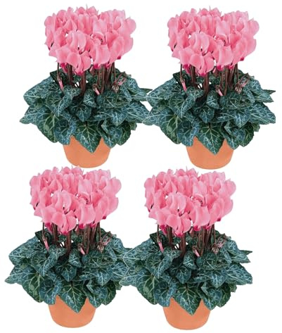 Cuatro Cyclamen en Pack Flores de los Alpes para Tu Espacio Exterior