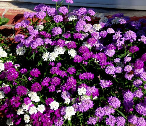 Semi freschi - CandyTuft - 600 semi - Fairyland Dwarf Misto - Iberis Umata - Rocailles