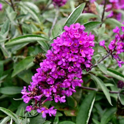 Pianta vera di Buddleja davidii Nanho Purple - Diametro Vaso Ø 18 cm