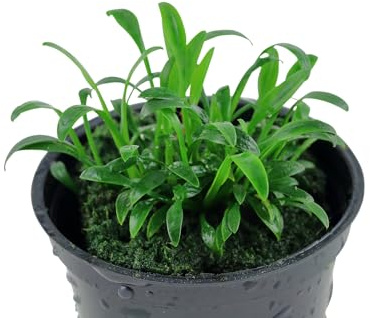 WASSERPFLANZEN WOLFF - Zwerg-Wasserkelch/Cryptocoryne parva | Die kleinste Bodendecker Cryptocoryne | Ideal für Nano-Aquarien und Vordergrund-Rasen