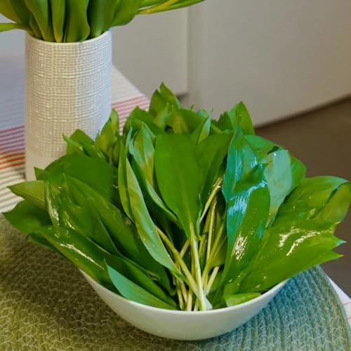 semi di aglio orsino biologico - resistenti esotiche perenni 550pcs