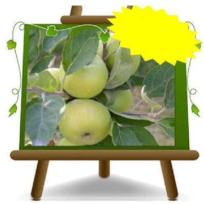 EURO PLANTS VIVAI Pommier Maiolina plante fruitière anciens en pot de 20 cm hauteur 150-170 cm - Âge 2 ans
