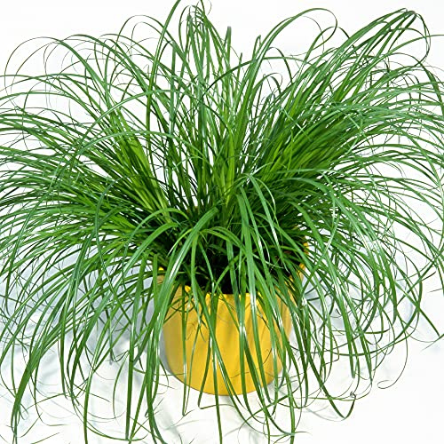 Cyperus Zumula - Katzengraß | Getopfte Katzenfreundliche Unterstützung für die Verauung | 20-30cm