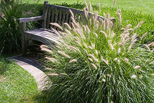 Stauden Gänge 3 x Pennisetum alopecuroides 'Gelbstiel' Lampenputzergras | Gelbes Ziergras für Sonne, Blüte Juli bis Oktober, mehrjährig, 1 L Topf (11x11 cm)