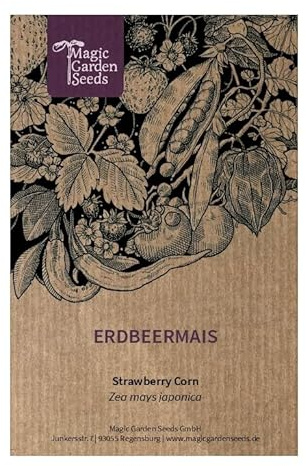 Maíz fresa (Zea mays japonica)- aprox. 50 semillas