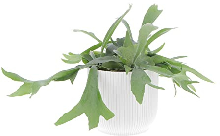 KENTIS - Felce a Corna d'Alce - Platycerium Bifurcatum - Piante Vere da Appartamento - Pianta Decorativa da Interno - H 30 cm Vaso Ø 17 cm