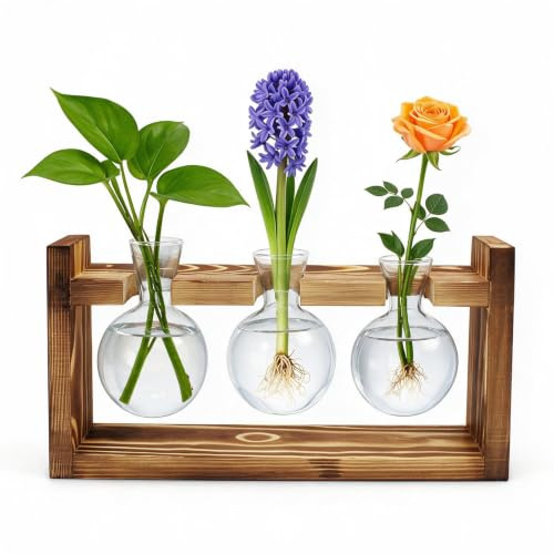 Estación de Propagación para Plantas con Base de Madera y Vasos de Cristal, 3 Jarrones Redondos Cristal, para Esquejes, Cultivo Hidropónico y como Decoración de Interior o Escritorio | Estación de propagación para plantas, rama de propagación, decoración de mesa, hogar, oficina, salón, cocina, decoración