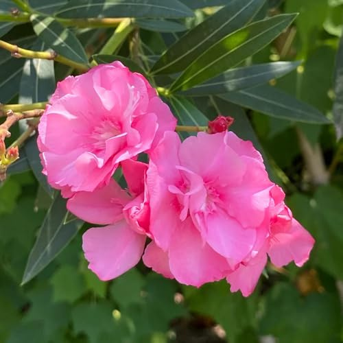 semillas de adelfa resistentes - jardín, balcón 8pcs