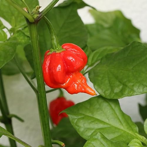 Trinidad Scorpion Red Chili Pepper Seeds - Super Spicy Exotic Chili Plant Open Pollinated Guaranteed Seed Variety