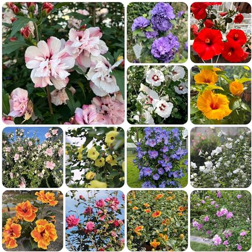 semi di ibisco, ibisco gigante di d'appartamento, resistenti all'esterno, primaverili 150pcs