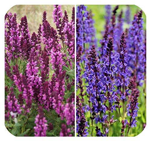 Salvia superba 'Blue and Rose' Queen Mixed Hardy Perennial Large Plug Plants x 6