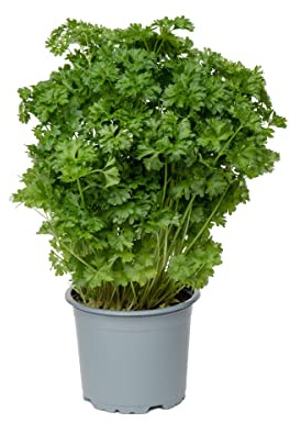 Planta Aromática de Perejil Hierba Natural de Cultivo Exteriro y Pocas Necesidades