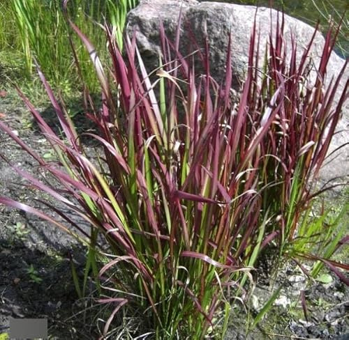 Japanisches Blutgras Red Baron - Imperata cylindrica var. koenigii Red Baron