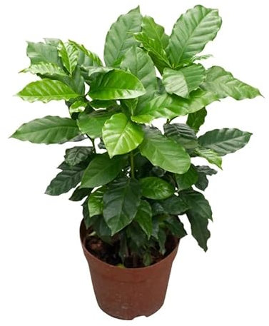Planta del Café Planta Natural Fácil de Cuidar - Coffea Arabica