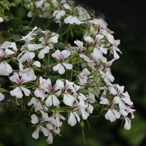 geraniensamen pelargonium balkon blumenwiese geranien zierblumen für sonnige plätze gartenblumen balkonpflanzen seltene zimmerpflanzen wiesensaatgut garten geschenk bio balkon 160samen