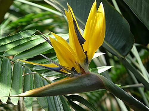 Graines de fleurs d'oiseau de paradis jaune paquet de 100 graines