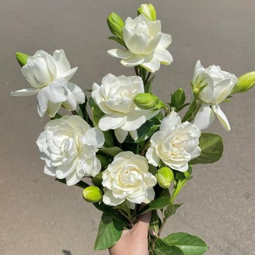 semillas de gardenia - gardenia de primavera, silvestres gardenias para lugares soleados, setos y arbustos, cortadas, arbustos 40pcs