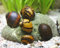 CU AQUATICS Batik Snail Algae Eater Neritina Variegata Aquarium Tank Live Snail Fish