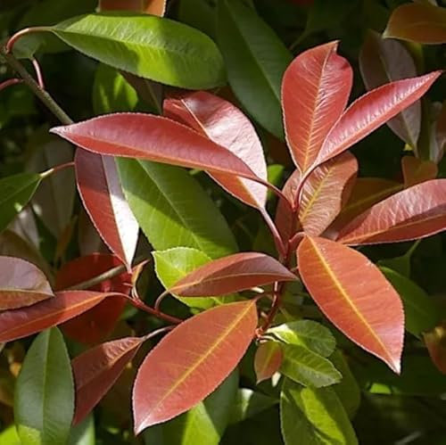 Fotinia - Photinia - Arbusto Natural de Exterior - Planta Ideal para Principiantes