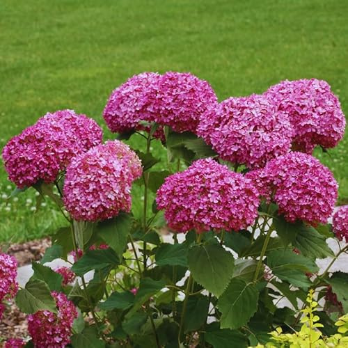 Well-Rooted Hydrangea Live Plant in 2.5 Inch Pot, Hydrangea Tree Shrub Bush Perennial Outdoor Planting (Deep Pink)