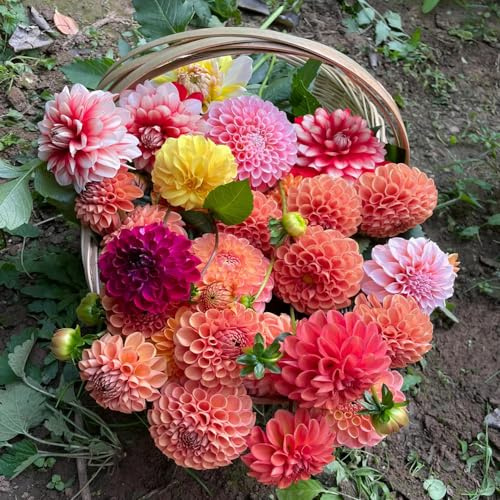 Tuberi di dalia, resistente, decorazioni da giardino per esterni in vaso esterno 4pcs